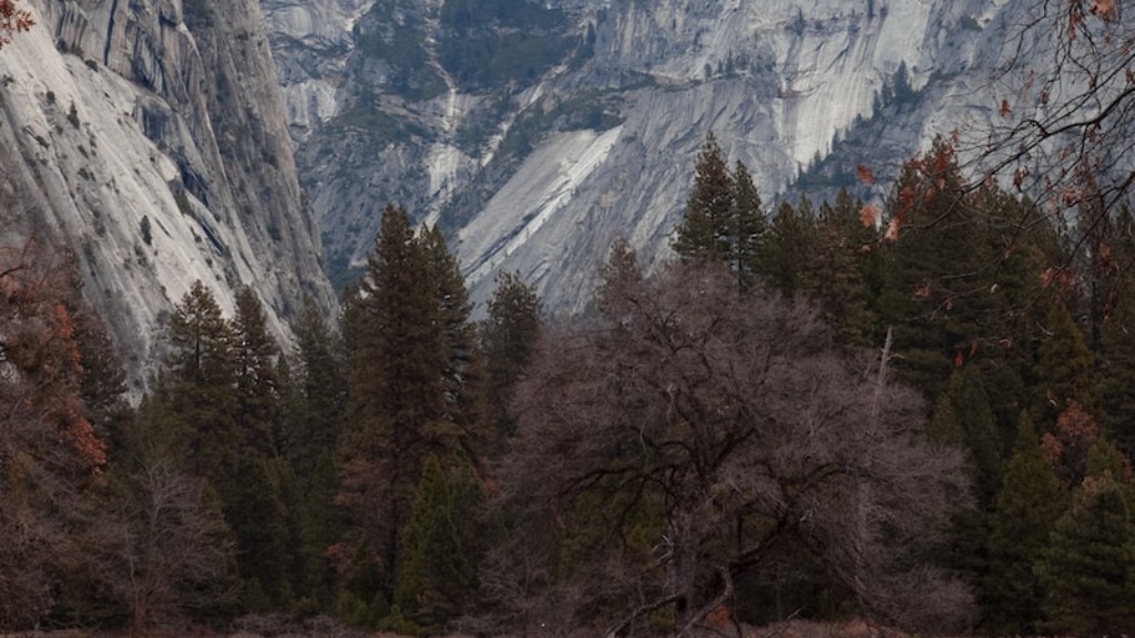 Hva er det største treet i Yosemite nasjonalpark